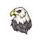 Bald eagle logo. Wild birds drawing. Head of an eagle.