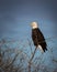 Bald Eagle in Lower Klamath National Wildlife Refuge on the Oregon California Border