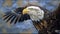 Bald Eagle Majestic Wild Animal National USA Symbol