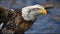 Bald Eagle Majestic Wild Animal National USA Symbol