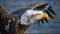 Bald Eagle Majestic Wild Animal National USA Symbol