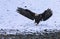 Bald Eagle makes a snowy landing near the bank of the Chilkat river