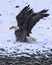 Bald Eagle makes a snowy mess as he moves