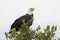 Bald Eagle - Merritt Island Wildlife Refuge, Florida