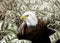 Bald Eagle in money