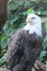Bald Eagle National Aviary PA