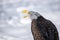 Bald Eagle in nature calling