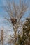 Bald Eagle Near its Huge Nest in Tree