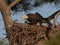 Bald eagle on nest in pine tree in west central Florida