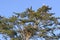 Bald Eagle Nesting Tree with Mother and Two Fledglings