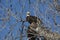 Bald Eagle on the old tree branch with leafless twigs on a sunny day in Boulder, Colorado