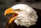 Bald Eagle with open mouth and piercing eyes