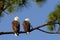 Bald Eagle Pair facing right