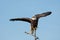 A bald eagle perched on a branch begins to take flight.