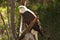 Bald Eagle perched on a dead branch