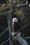 Bald Eagle perched in a dead tree