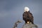 Bald Eagle perched on driftwood, Homer Alaska