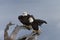 Bald Eagle perched on driftwood, Homer Alaska