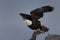 Bald Eagle perched on driftwood, Homer Alaska