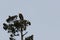 Bald Eagle perched on an eagle lookout tree