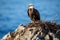 a bald eagle perched high atop a rocky cliff