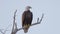 Bald Eagle Perched and Looking Around