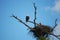 Bald eagle perched by nest