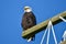 Bald eagle perched on a power pole