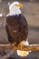 Bald eagle perched on tree branch