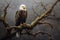 bald eagle perched on a tree branch, staring intently