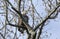 Bald Eagle perched in tree on Conowingo Dam on the Susquehanna River, Maryland, USA