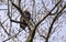 Bald Eagle perched in tree on Conowingo Dam on the Susquehanna River, Maryland, USA