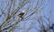 Bald Eagle perched in tree on Conowingo Dam on the Susquehanna River, Maryland, USA