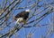 Bald Eagle perched in tree on Conowingo Dam on the Susquehanna River, Maryland, USA