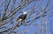 Bald Eagle perched in tree on Conowingo Dam on the Susquehanna River, Maryland, USA