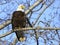 Bald Eagle perched in tree, hunting