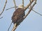 Bald eagle perched in tree: Large bird of prey raptor bald eagle perched high in a bare tree