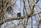 Bald Eagle perched in tree near nest on Conowingo Dam on the Susquehanna River, Maryland, USA