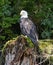 Bald eagle perched on tree stump in forest