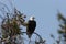 Bald Eagle perched in tree,Yellowstone NP,USA