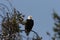 Bald Eagle perched in tree,Yellowstone NP,USA