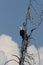 Bald Eagle perched in tree,Yellowstone NP,USA