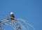 Bald eagle perched on winter bare tree