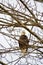A bald eagle perching on the branch.
