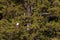 Bald eagle perching between the branches of a mountain hemlock