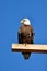 Bald eagle perching on a power pole