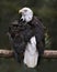 Bald Eagle Photos. Pictures. Image. Portrait. Perched looking at the left with spread wings.  Bokeh background