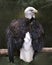 Bald Eagle Photos. Pictures. Image. Portrait. Perched looking at the right with spread wings.  Bokeh background