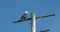 Bald eagle on the pole