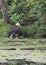 Bald eagle on pond, Cadillac, Michigan